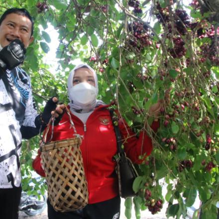 Wisata Kebun Juwet